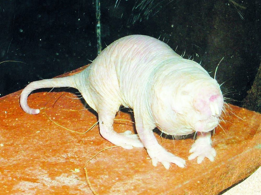 Conservation in aid of cancer research