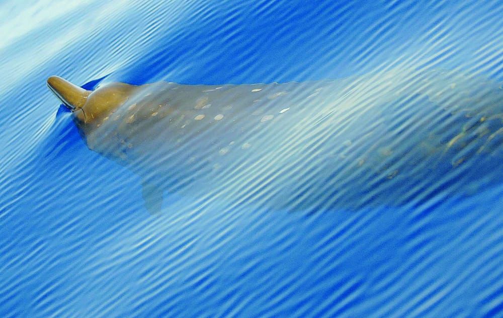 Lonely wail might indicate new species