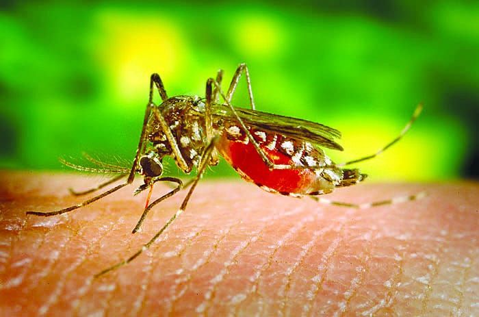 Zika virus spurs global health emergency