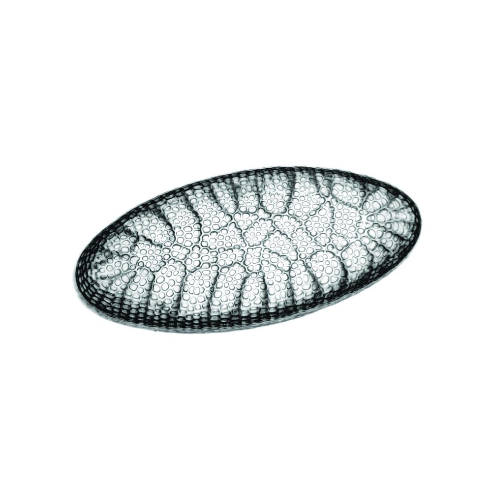 100,000 species unknown for every known species on Earth