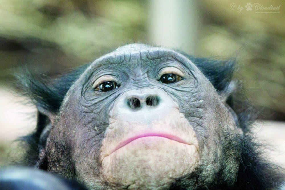 Do old bonobos need to go to specsavers?