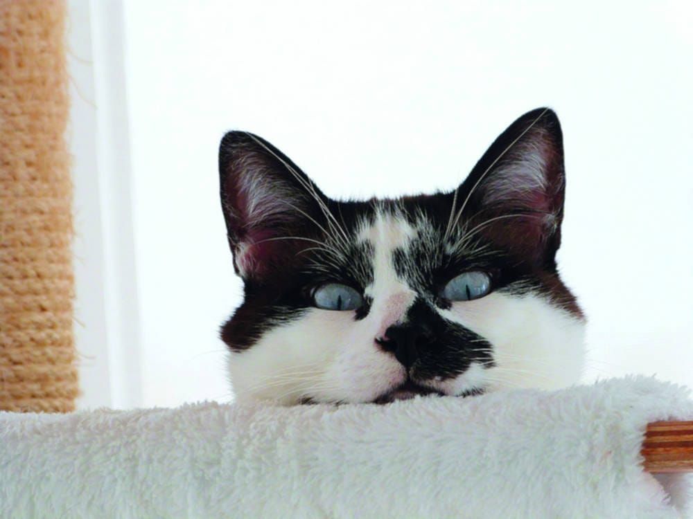 Chester, the first published Felix