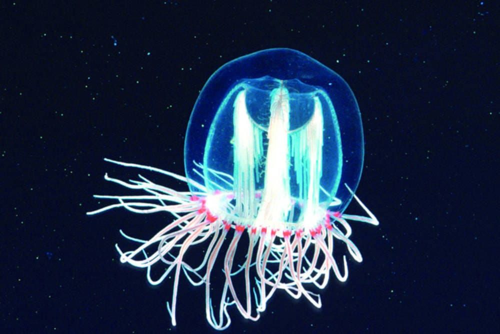 The Secret to Immortality