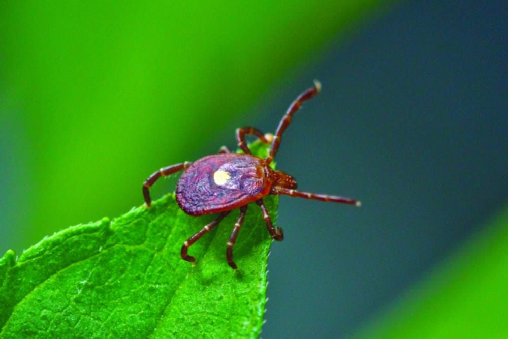 Workings of a tick’s immune system