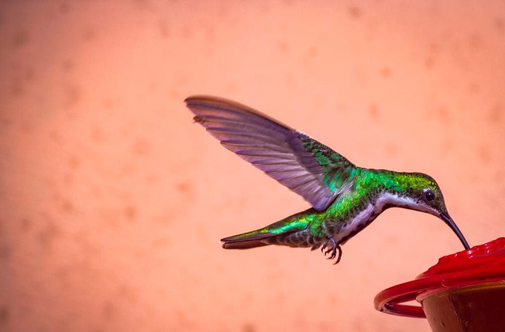 Sequencing all of life