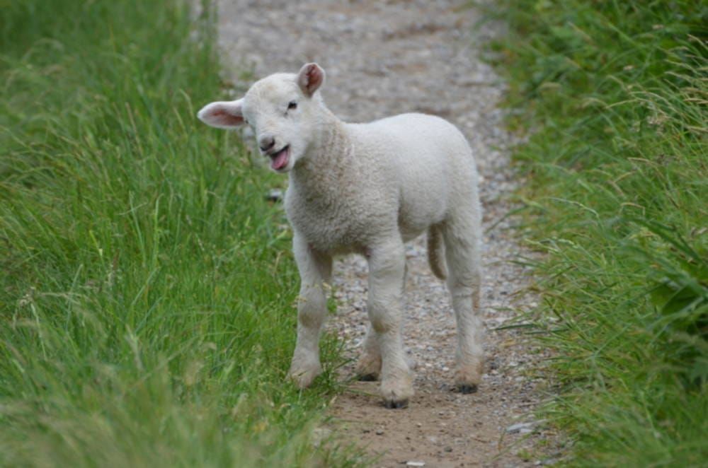 Spiced rack of lamb with char-grilled, smoked aubergine dip