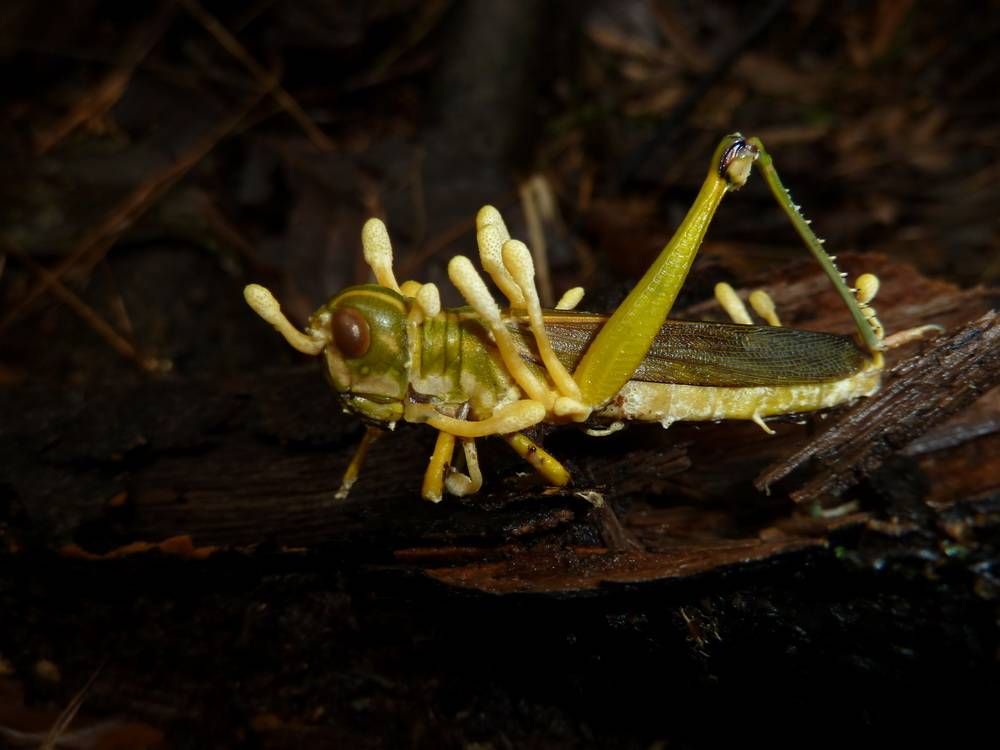 Brainsnatchers: Microbes that change the way we behave
