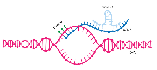 The tiny molecule that answers a  big question