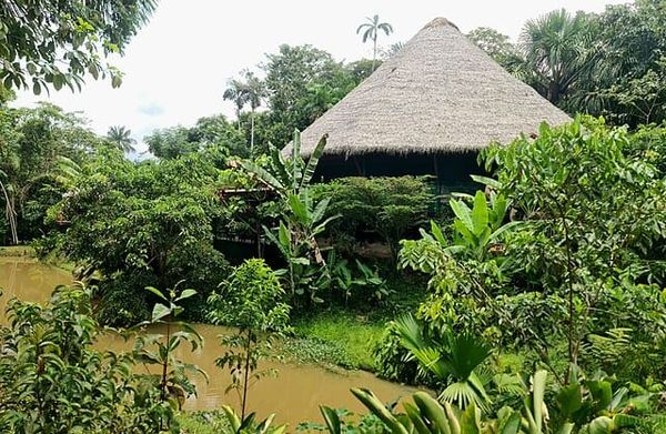 Ayahuasca-derived treatment shows lasting antidepressant effects in Imperial-led clinical trial