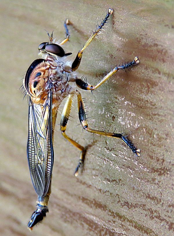 Closeup Robber Fly