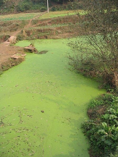 450px River Algae Sichuan