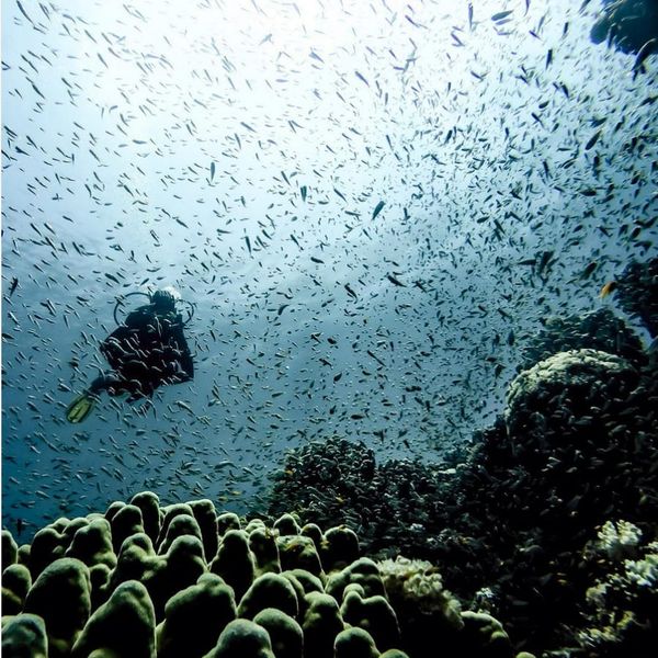Chasing kaleidoscopic corals in Jordan’s Red Sea