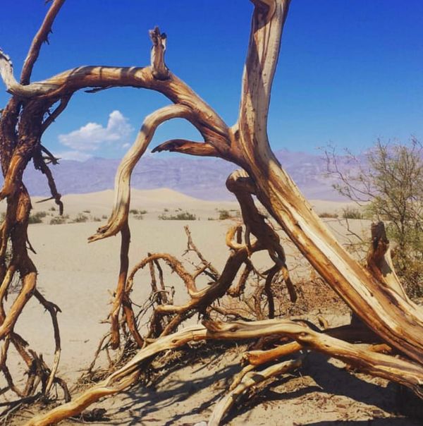 California on a budget