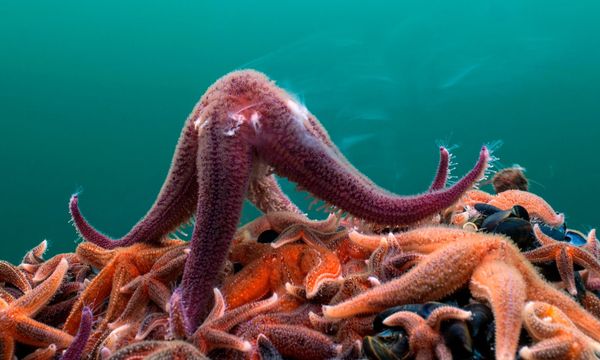 BBC’s Blue Planet II – A natural masterpiece