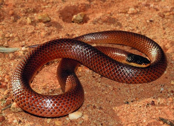 Connect with conservation – Visiting Venom