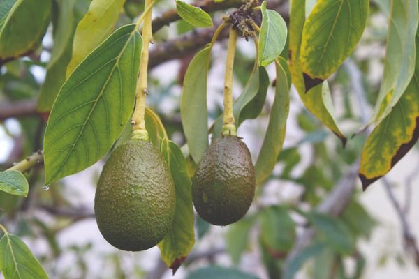 Avocados and drugs? Yes, they are related – and in a very toxic way