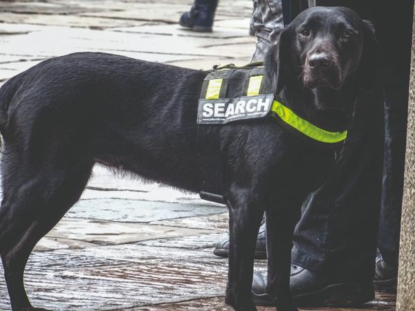 Connect with conservation – Detection dogs