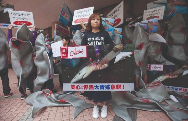 From Jaws to jaws: the impact of shark-fin soup