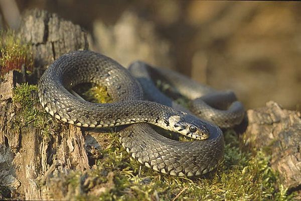 Connect with conservation: Snake Fungal Disease