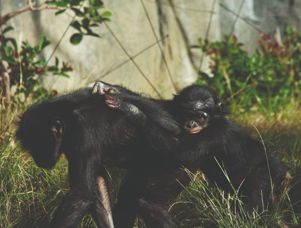 Theory of Bastards: the short distance between man and animal