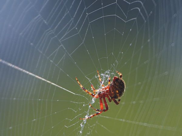 Exam stress? Time to cure your fear of spiders