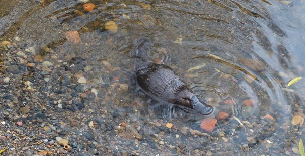 Could platypus milk help beat antibiotic resistance?