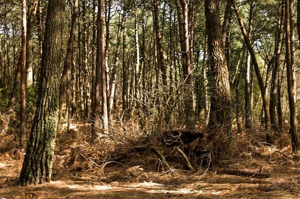 The language of science