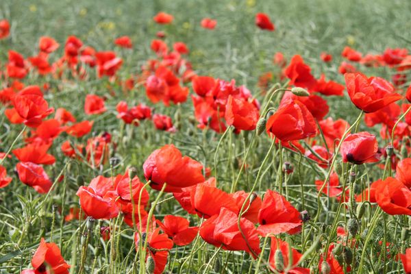 White is the new red when it comes to poppies!