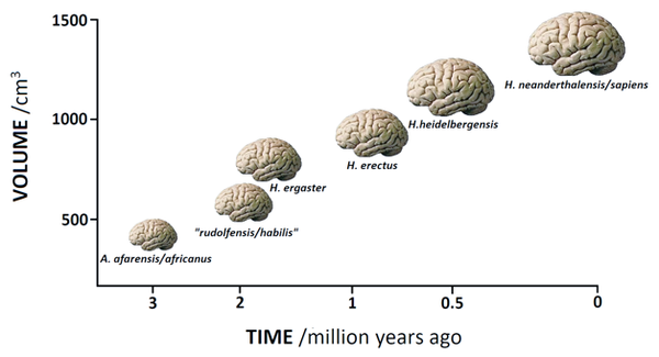 The Cultural Brain Hypothesis