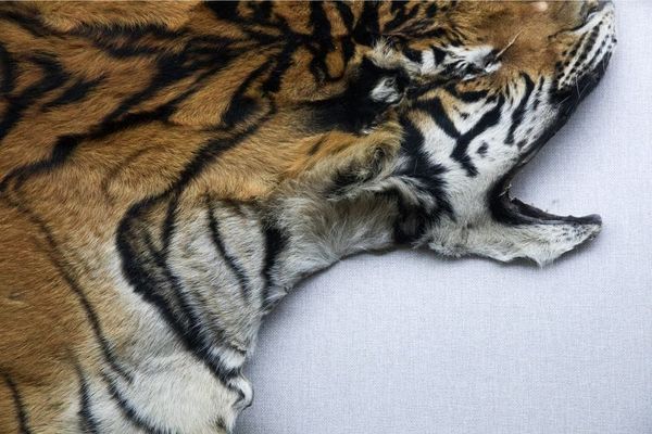 Can a tiger change its stripes?