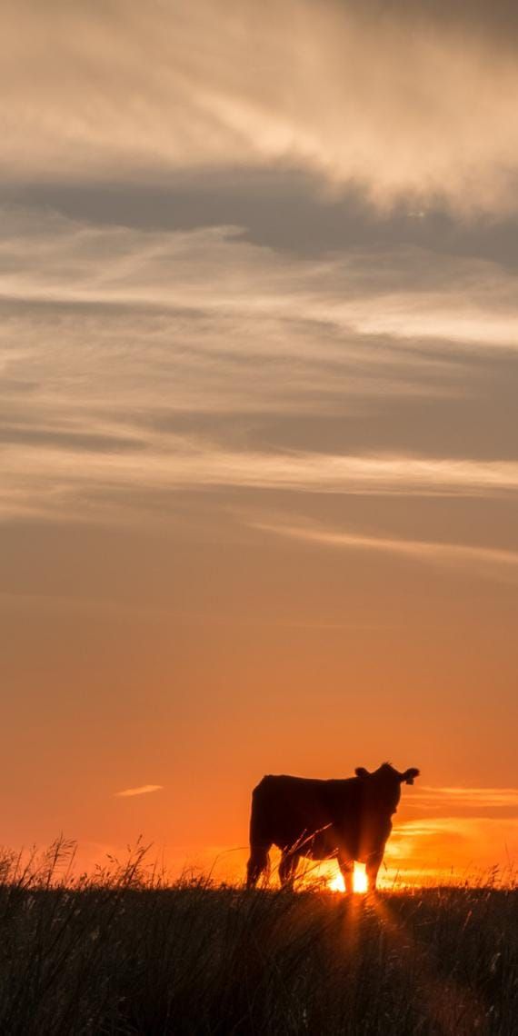 Is it the end of the road for livestock farming?