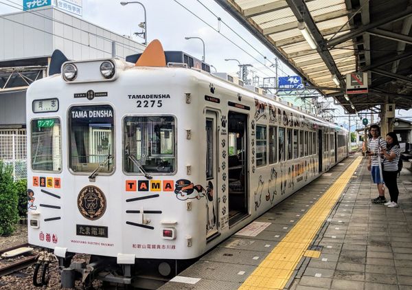 The cats are finally out of the bag in the Wakayama Prefecture in Japan