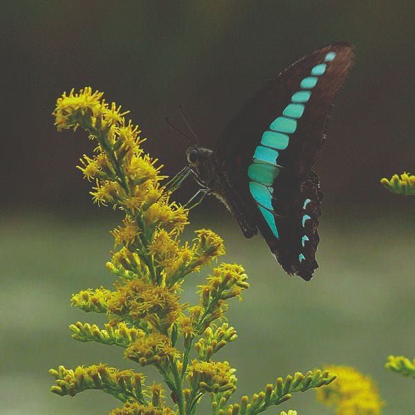 Caterpillar, Butterfly, or Insect?
