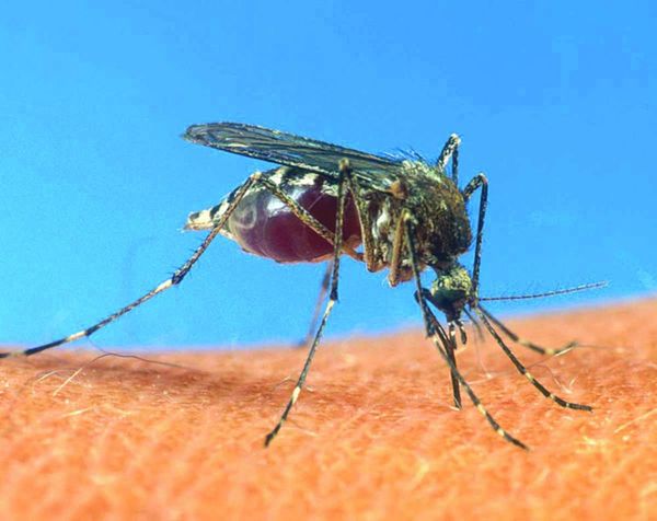 When one mosquito becomes two