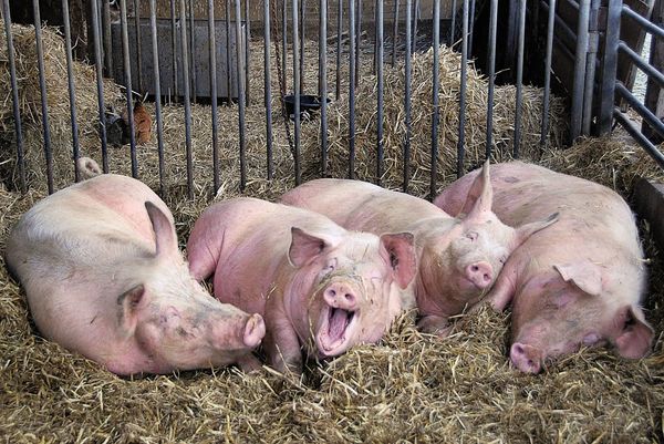 Swine flu carried deadly mutation