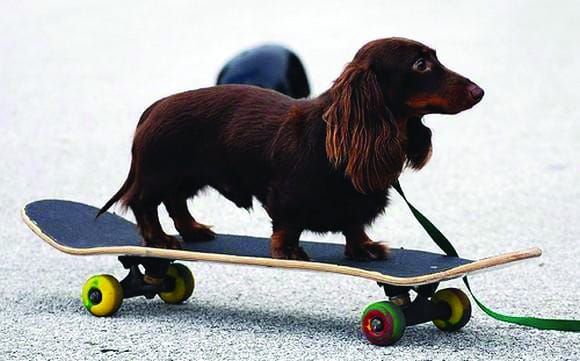 Contagious canine cancer
