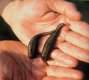 Take two leeches and call me tomorrow