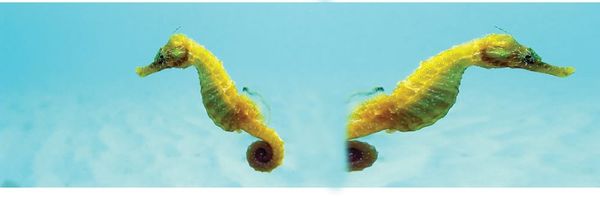 Seahorse race to equine finish line