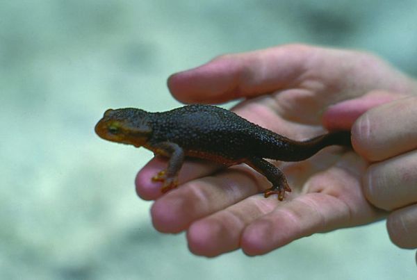 Frogs' habitats affected