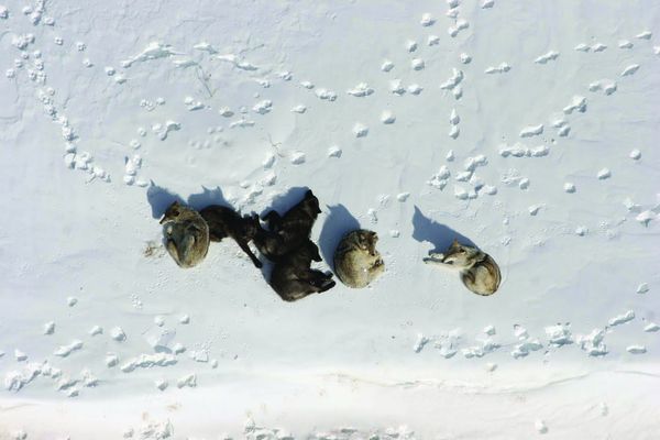 Wolves help predict climate effects