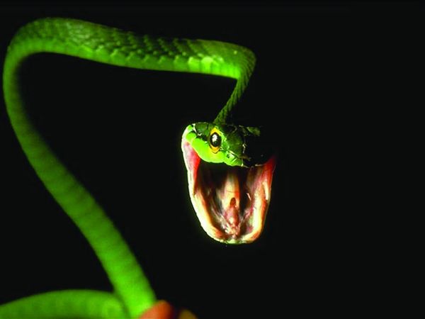 Budgeting for real science