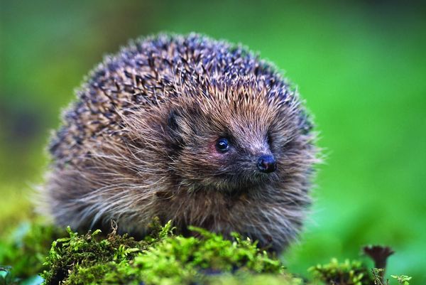 The phenological fallacy