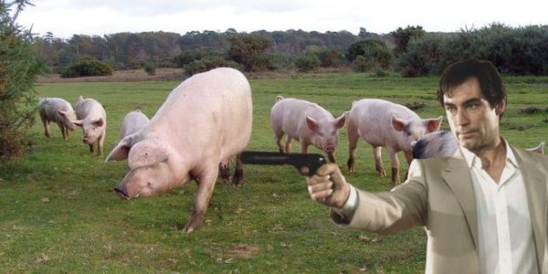 Pigs – our friends and maybe our equals