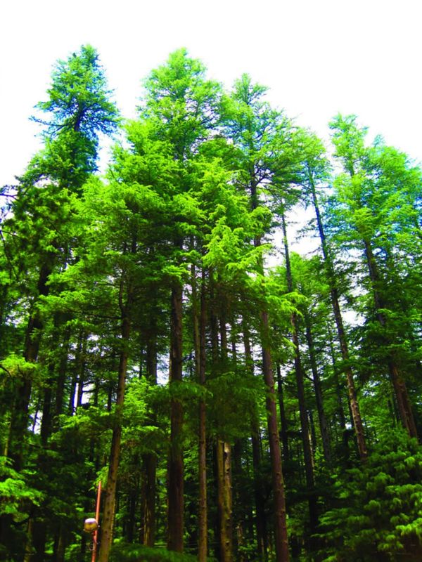 Lubricated wood grinds better