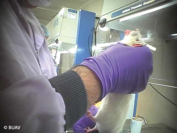 Alleged animal abuse investigation scope announced