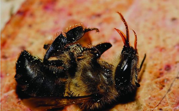 The chaos of colony collapse disorder