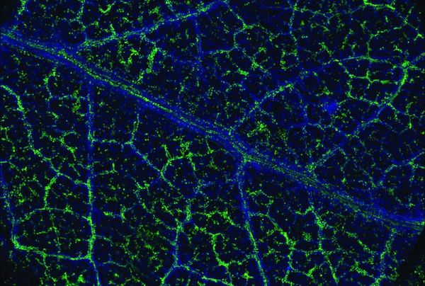 Apparently money does grow on trees