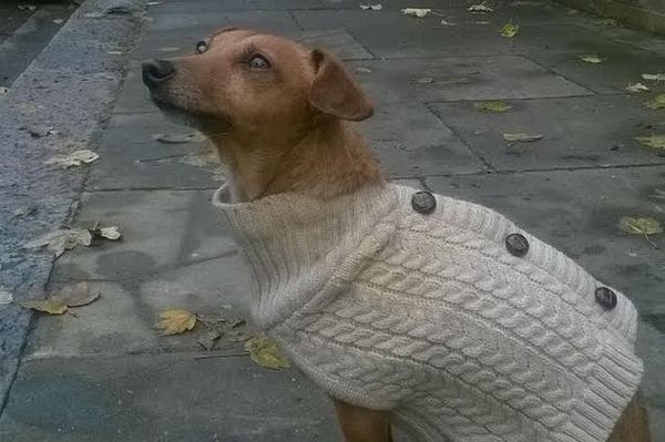 Local News: Dog saves owner from house fire in Shepherd's Bush
