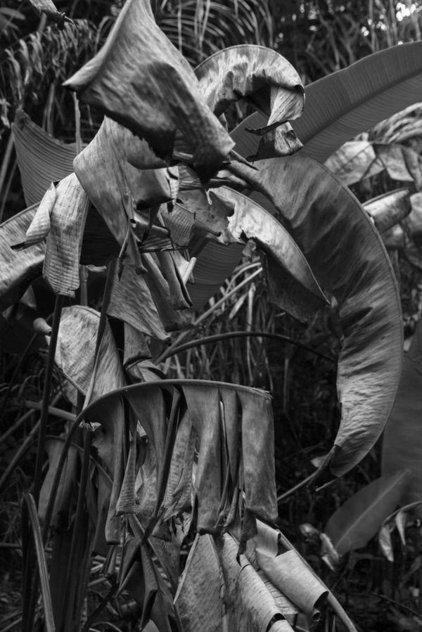 Viviane Sassen Like Never Before