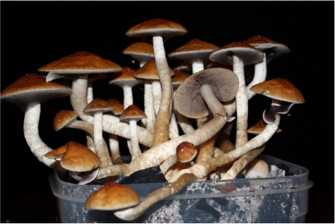 Imperial College scientists to study potential benefits of psilocybin in patients with depression